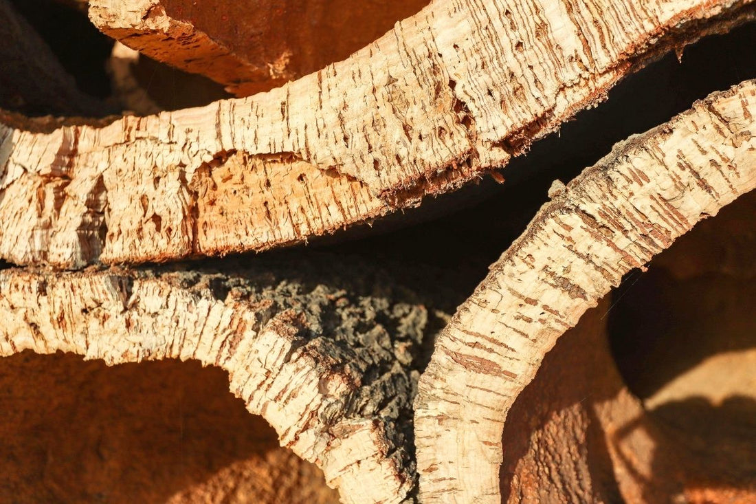 Alcornoque, el árbol del que sale el corcho natural