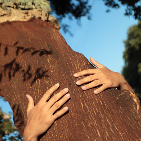 La Ruta del Corcho: Desde la cosecha🌳hasta tus manos🤲